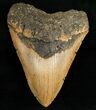 Serrated Megalodon Shark Tooth #6660-1